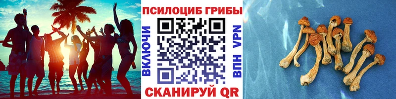 закладка  Сосенский  Псилоцибиновые грибы мухоморы 